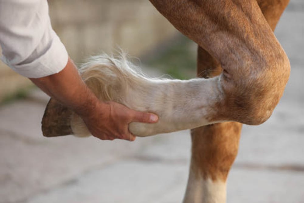 Horse arthritis treatment showing a veterinarian examining a horse’s leg joint for pain and mobility issues.