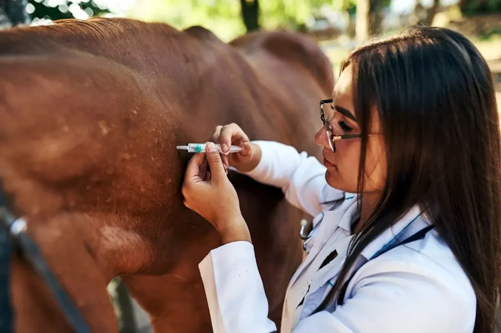 Veterinarian giving horse vaccination – Horse vaccination schedule and equine health care