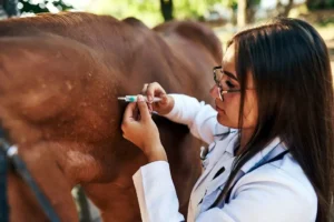 Veterinarian giving horse vaccination – Horse vaccination schedule and equine health care