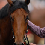 Homemade Horse Electrolyte Recipe: Easy DIY Solution for Equine Hydration