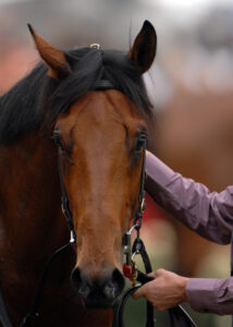 A brown horse being held by its handler, representing a healthy, well-hydrated animal benefiting from a homemade horse electrolyte recipe.