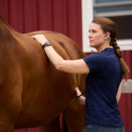 How to Prevent Horse Colic: Expert Tips for a Healthy and Happy Horse