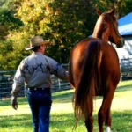 How to Prevent Horse Colic: Proven, Vet-Backed Tips to Keep Your Horse Safe