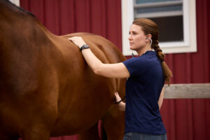 A veterinarian checking a horse’s abdomen to prevent horse colic and ensure healthy digestion