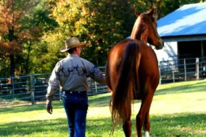 A man walking his horse outdoors on a sunny day — regular gentle exercise and turnout are key ways on how to prevent horse colic