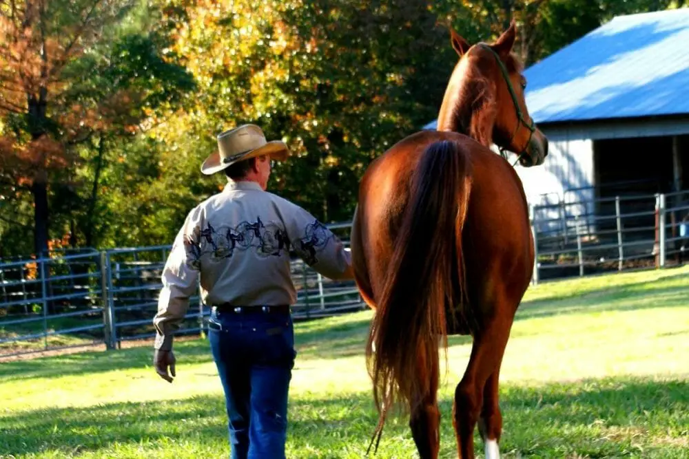 A man walking his horse outdoors on a sunny day — regular gentle exercise and turnout are key ways on how to prevent horse colic