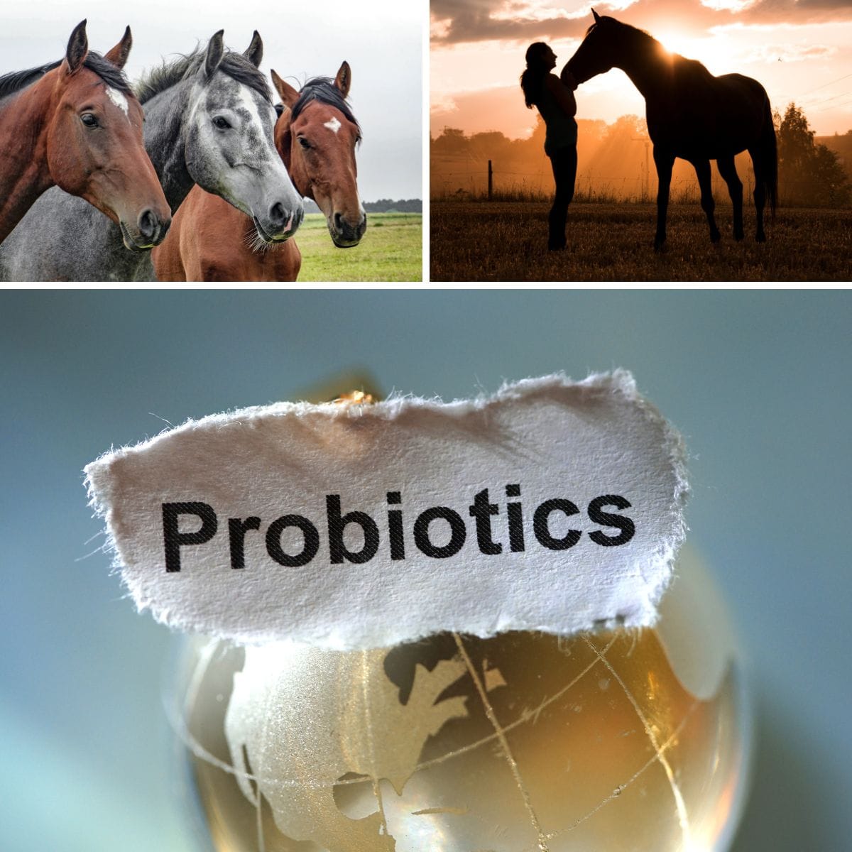 Collage showing three horses in a pasture, a woman bonding with her horse at sunset, and a globe with a label reading ‘Probiotics,’ symbolizing natural probiotics for horse gut health and digestion.