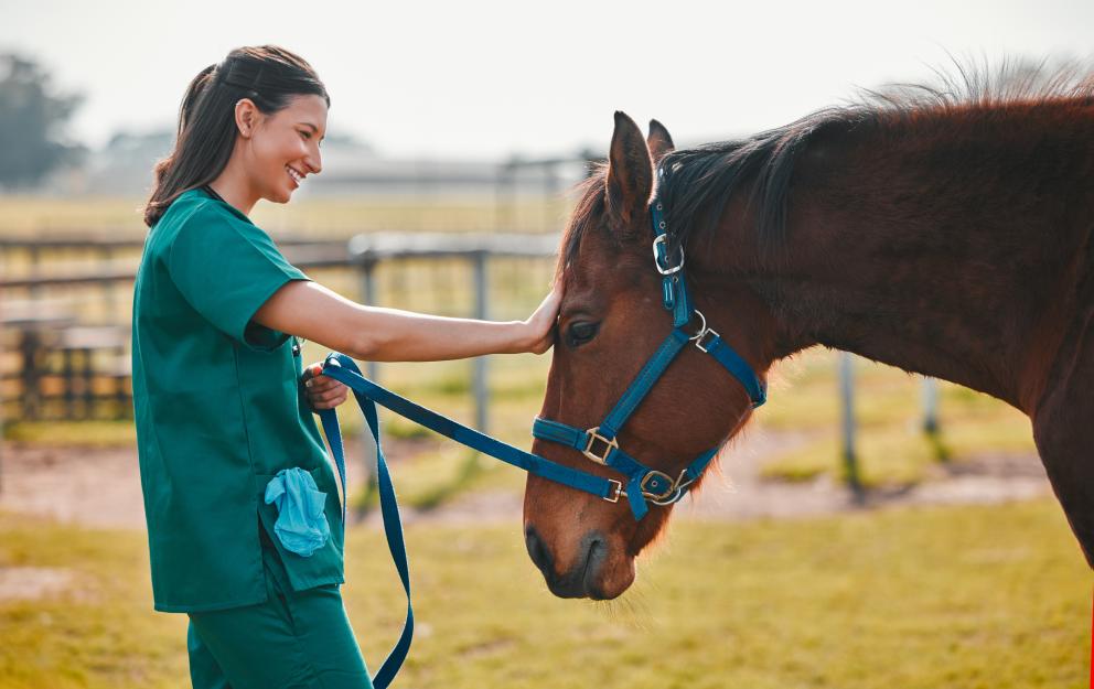 Vet performing horse parasite control check during routine health care at stable