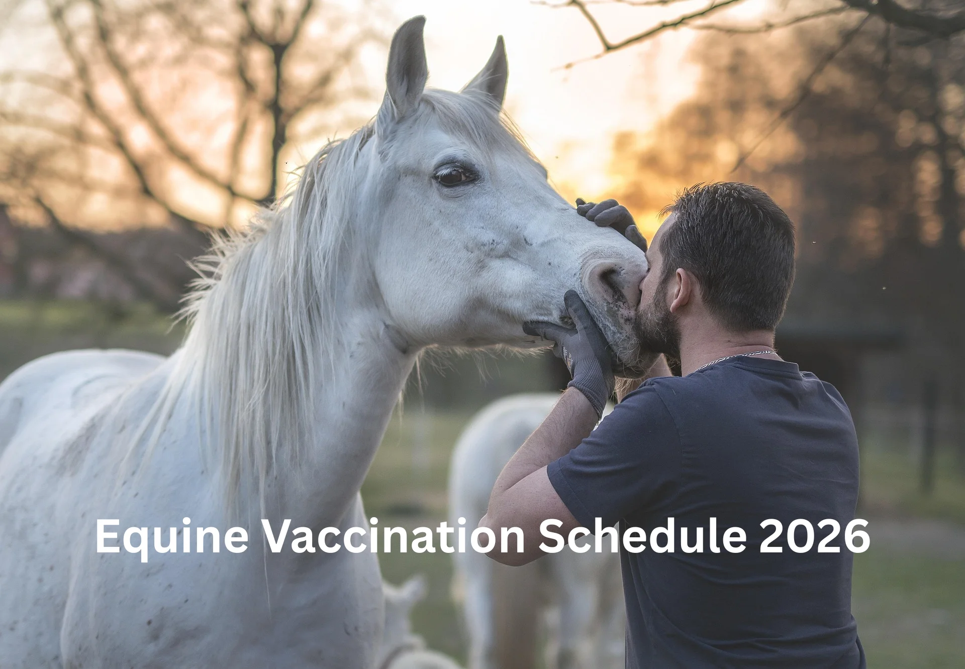 Equine Vaccination Schedule 2026